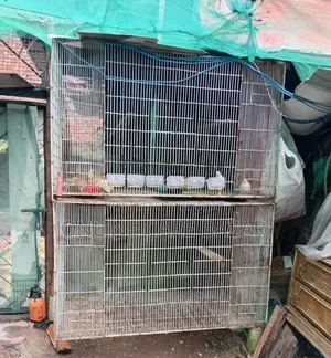 ধাপড়ি বিক্রির জন্য