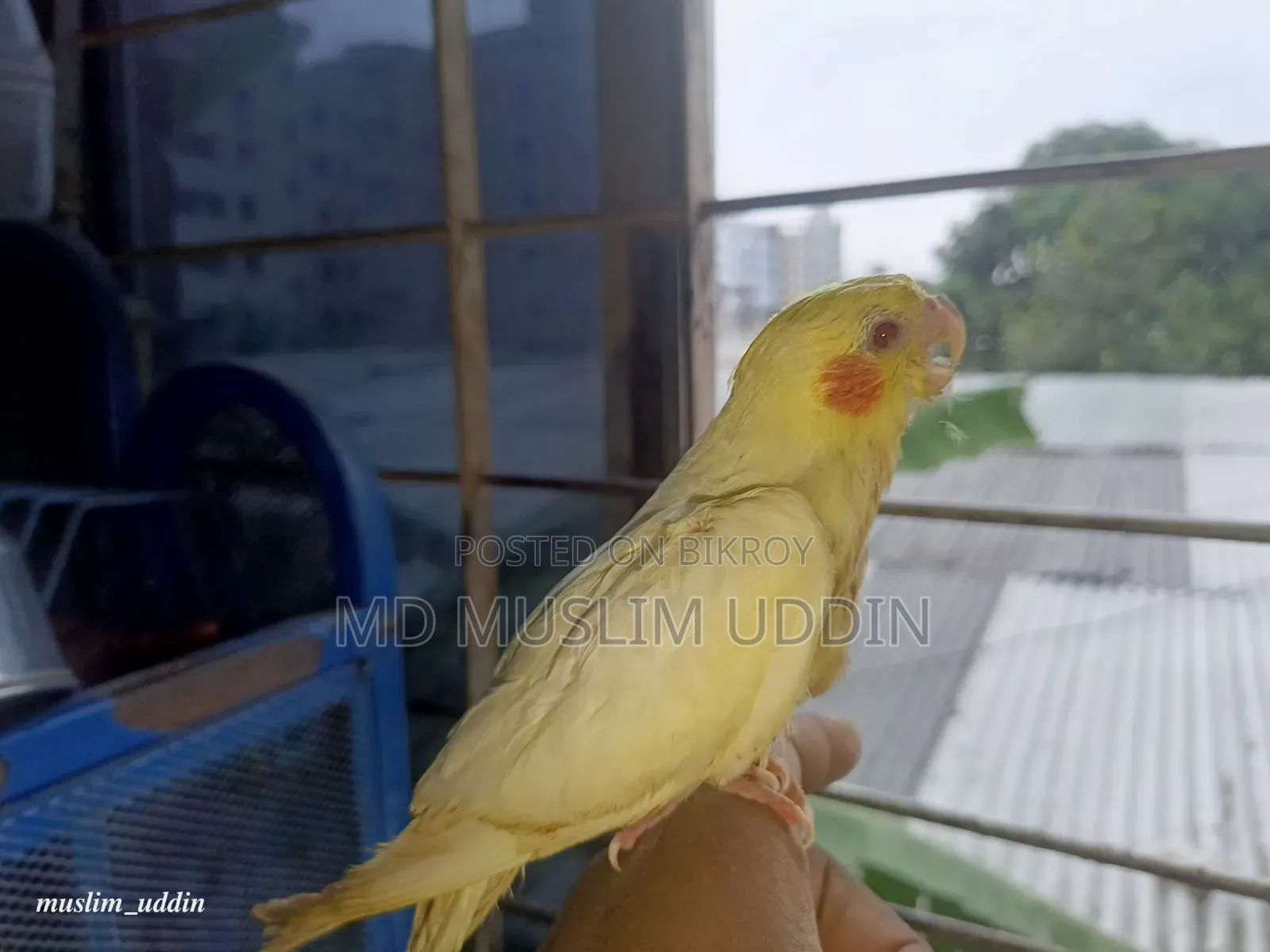 Cockatiel Baby