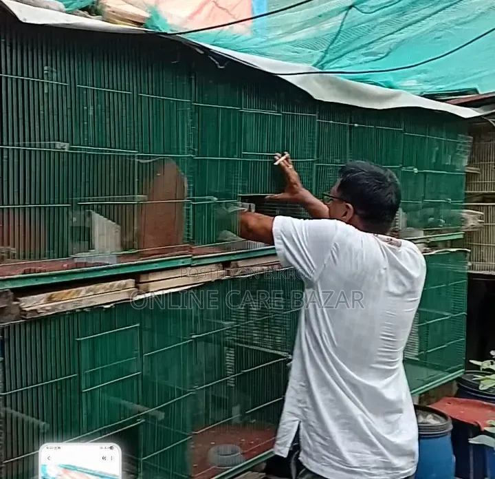 Small Bird Cage