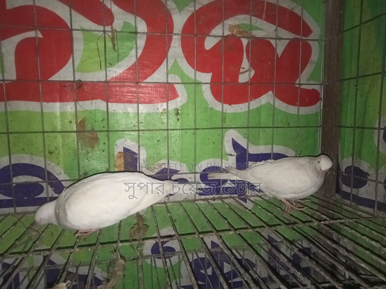 বিদেশী ঘুঘু