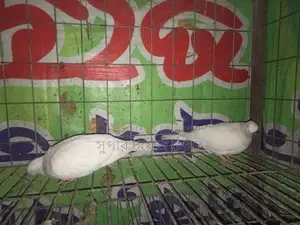 বিদেশী ঘুঘু