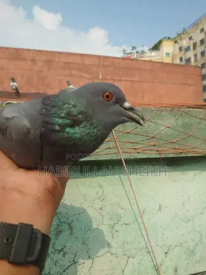 Jalali Pigeon for sale, 2 pairs running, 2 pairs baby