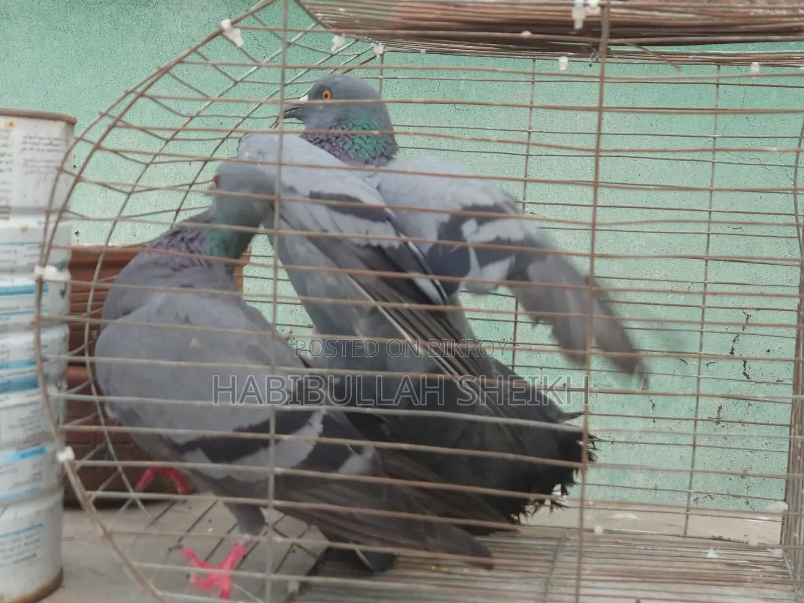 Jalali Pigeon for sale, 2 pairs running, 2 pairs baby