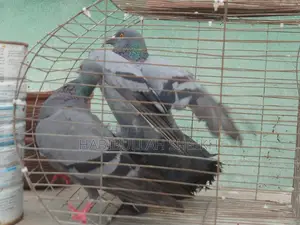 Jalali Pigeon for sale, 2 pairs running, 2 pairs baby