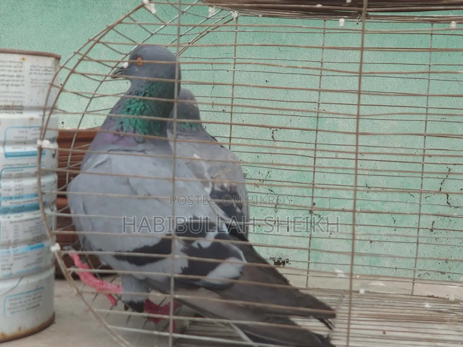 Jalali Pigeon for sale, 2 pairs running, 2 pairs baby