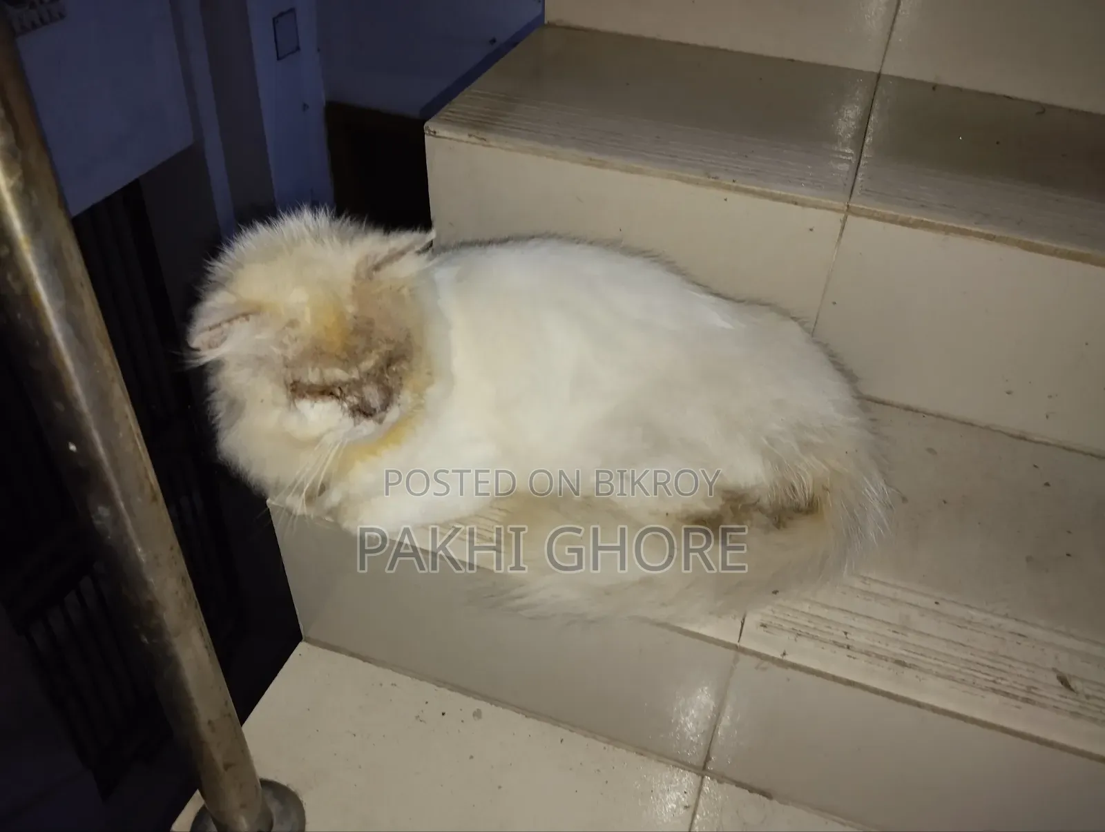 1+ Year Male Purebred Persian