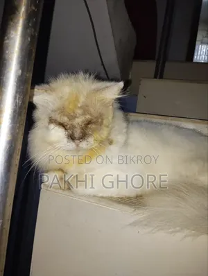 1+ Year Male Purebred Persian