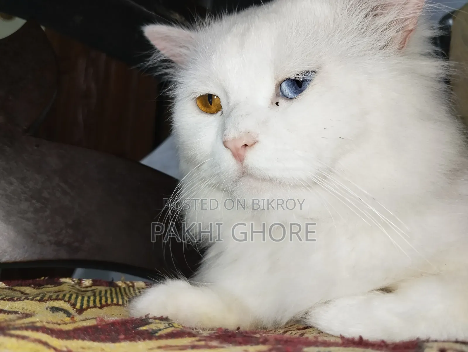 1+ Year Male Purebred Persian