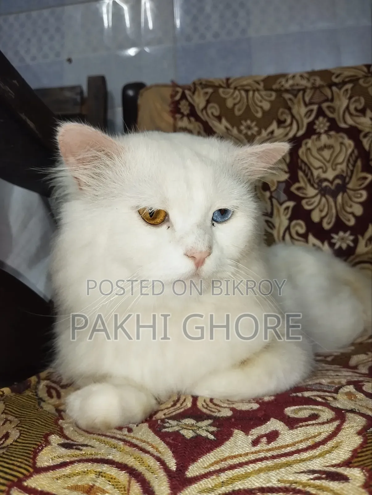 1+ Year Male Purebred Persian