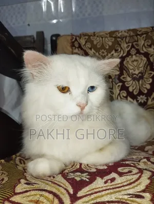 1+ Year Male Purebred Persian