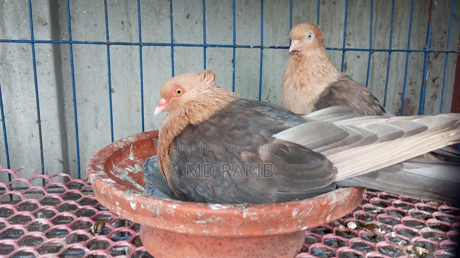 Master Pair White Sandalwood with Eggs