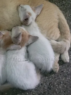 1-3 Months Female Mixed Breed Bengal