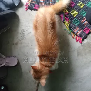 3-6 months Female Mixed Breed Persian