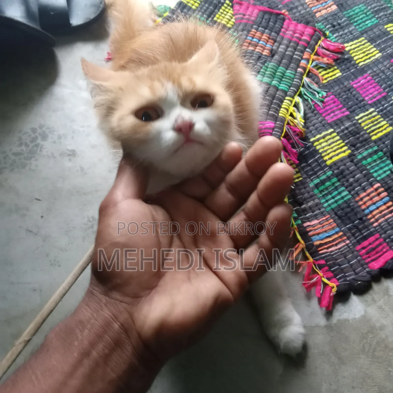 3-6 months Female Mixed Breed Persian