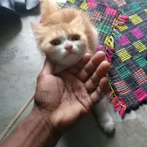 3-6 months Female Mixed Breed Persian