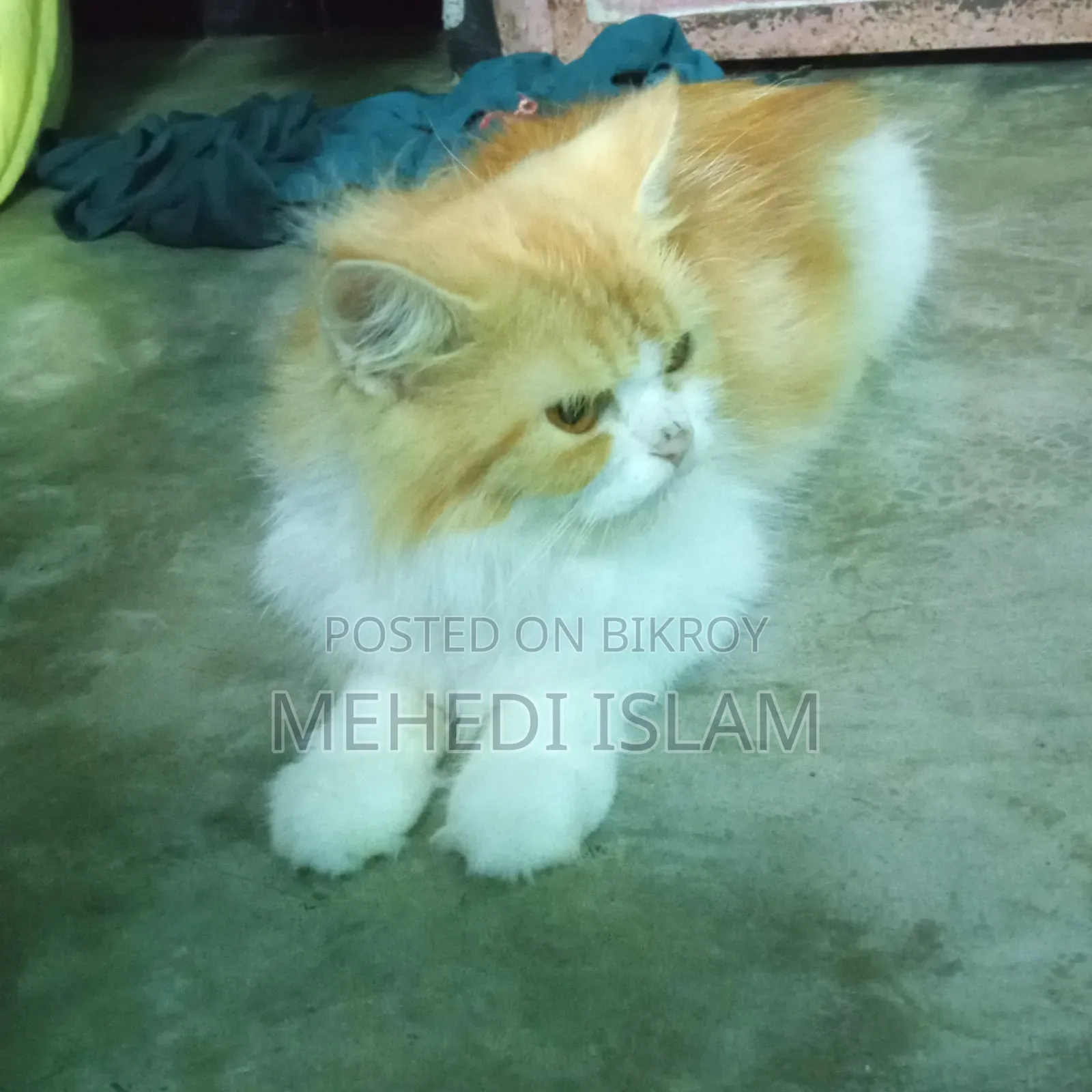 3-6 months Female Mixed Breed Persian
