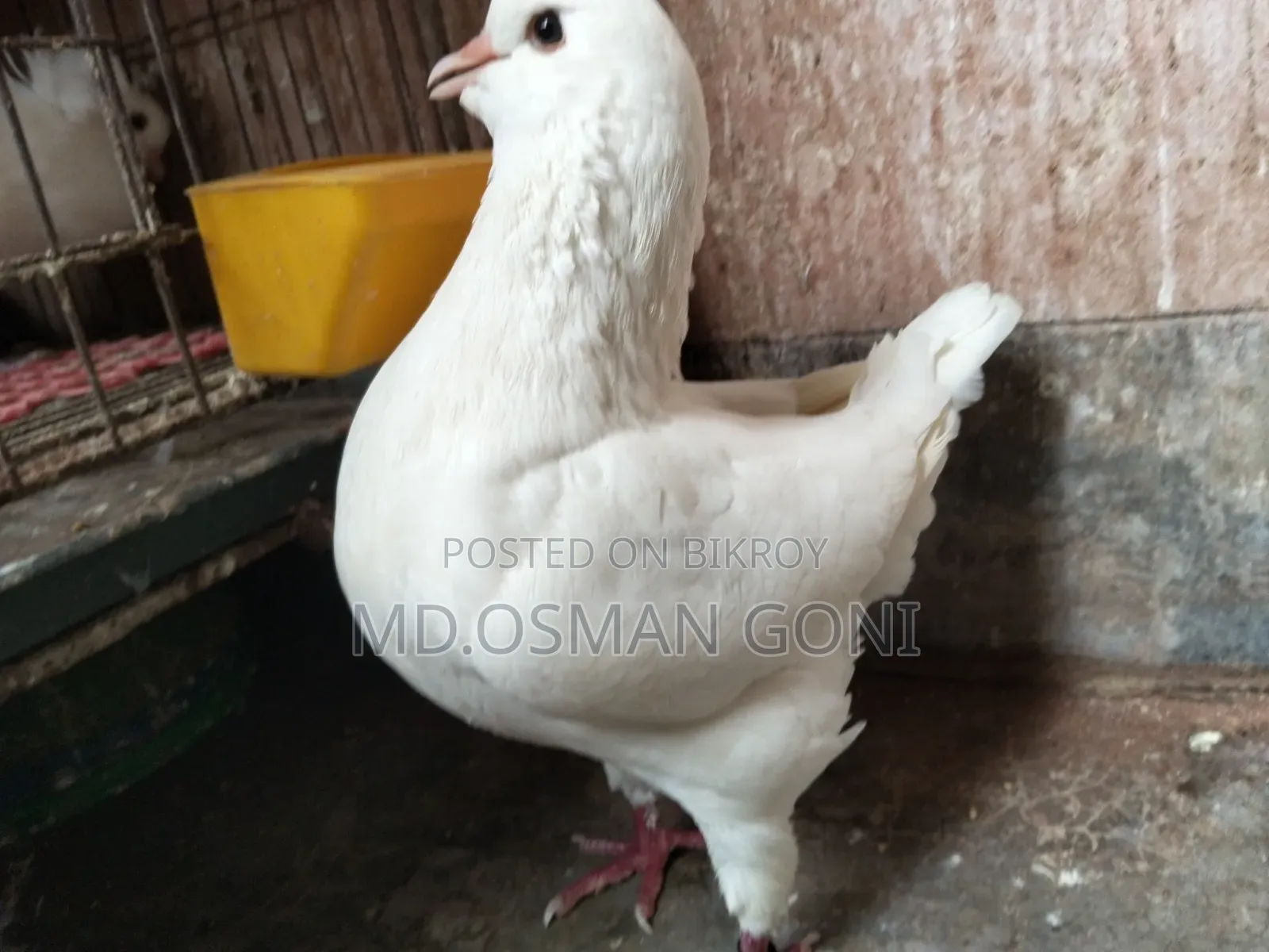 Soking Female. Bombay Female.