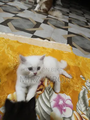 1-3 Months Male Purebred Persian