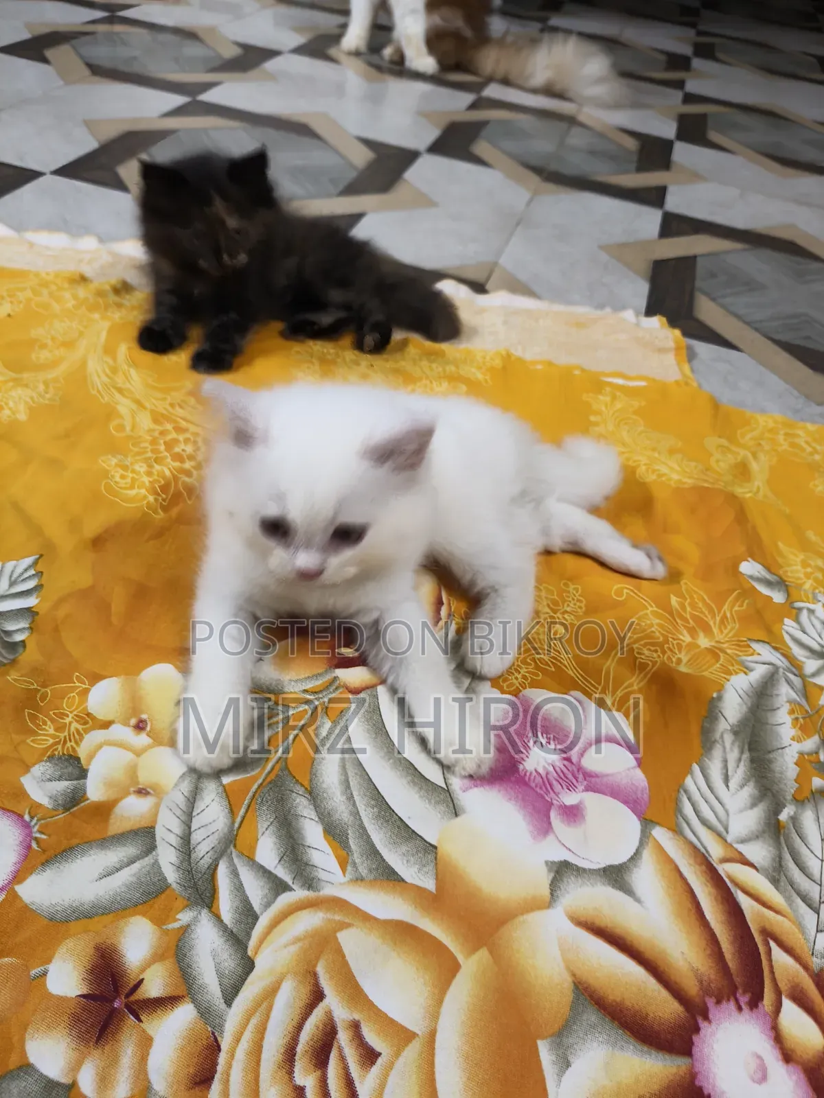 1-3 Months Male Purebred Persian