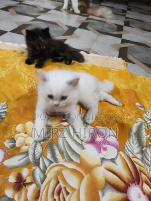 1-3 Months Male Purebred Persian