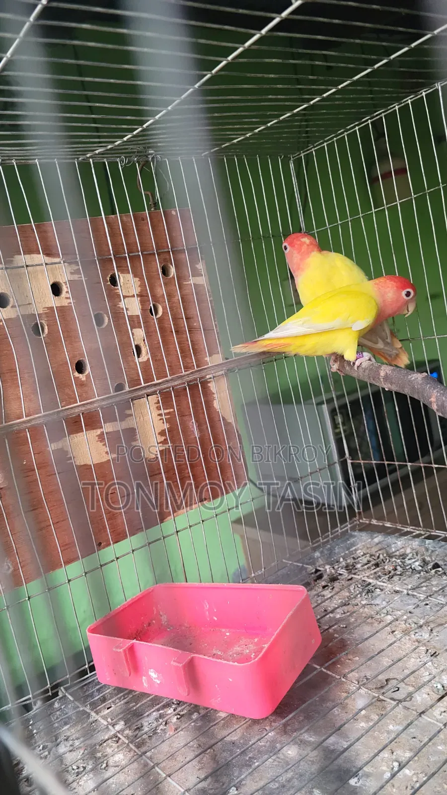 Lovebird Red Head Opaline