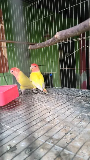 Lovebird Red Head Opaline