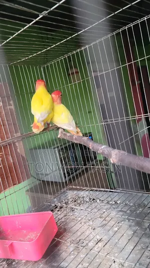 Lovebird Red Head Opaline