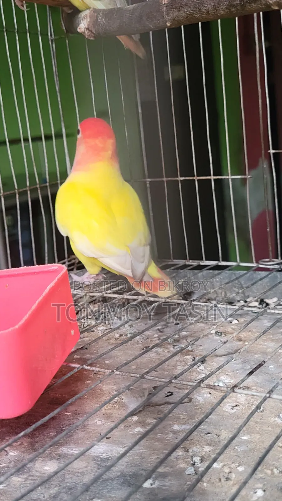 Lovebird Red Head Opaline