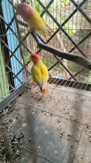 Lovebird Red Head Opaline