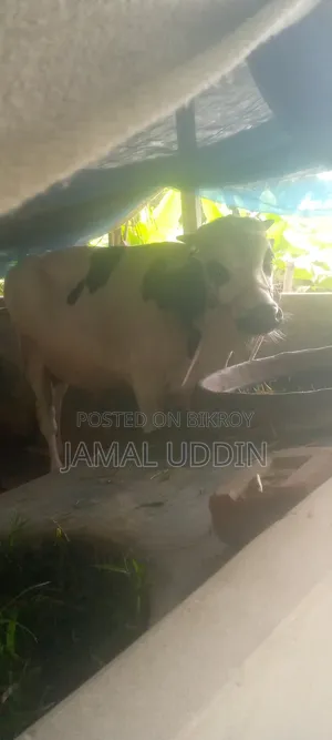অস্ট্রেলিয়ান ফিজিয়ান নয় মাসের সার বাছুর বিক্রি হবে