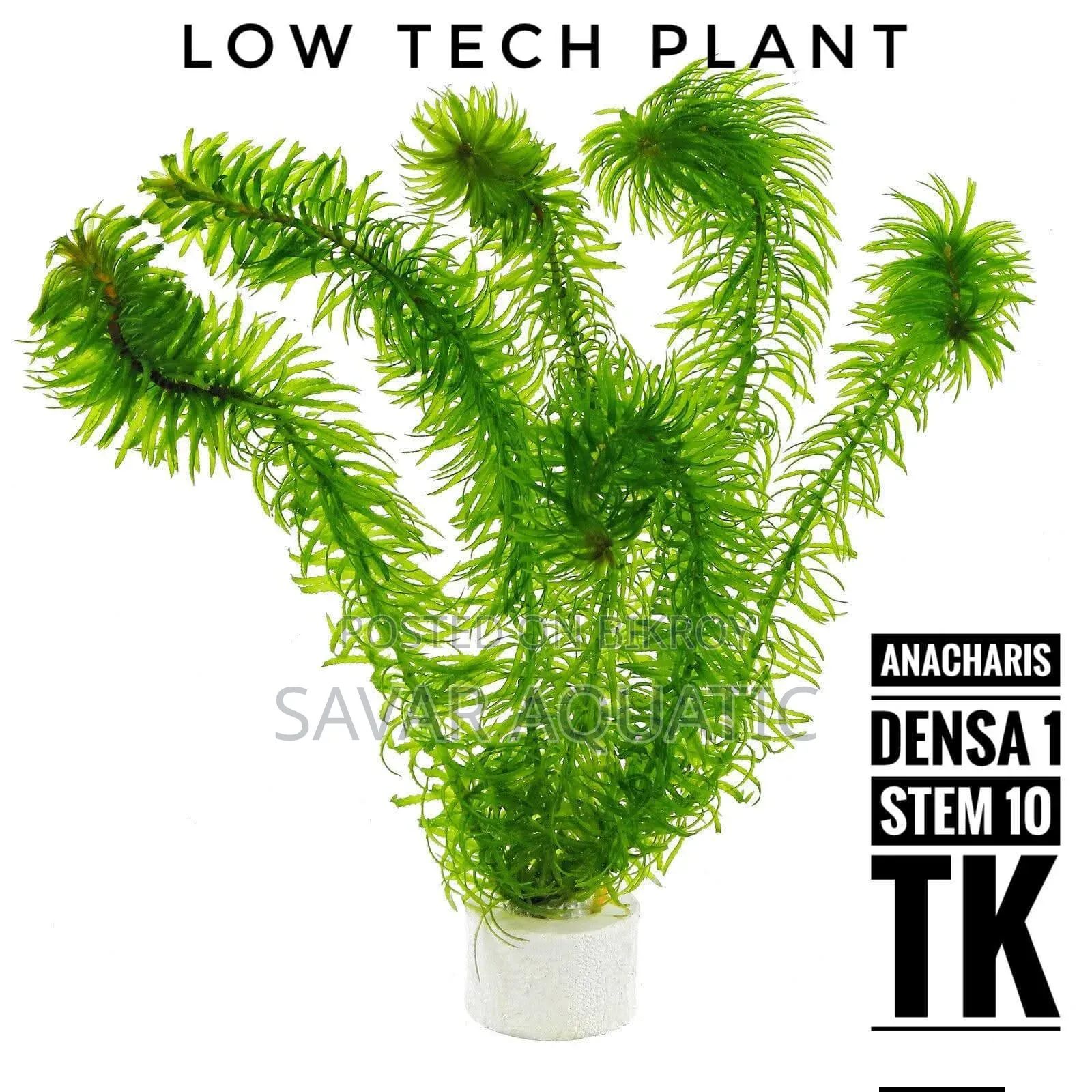 Life Plant