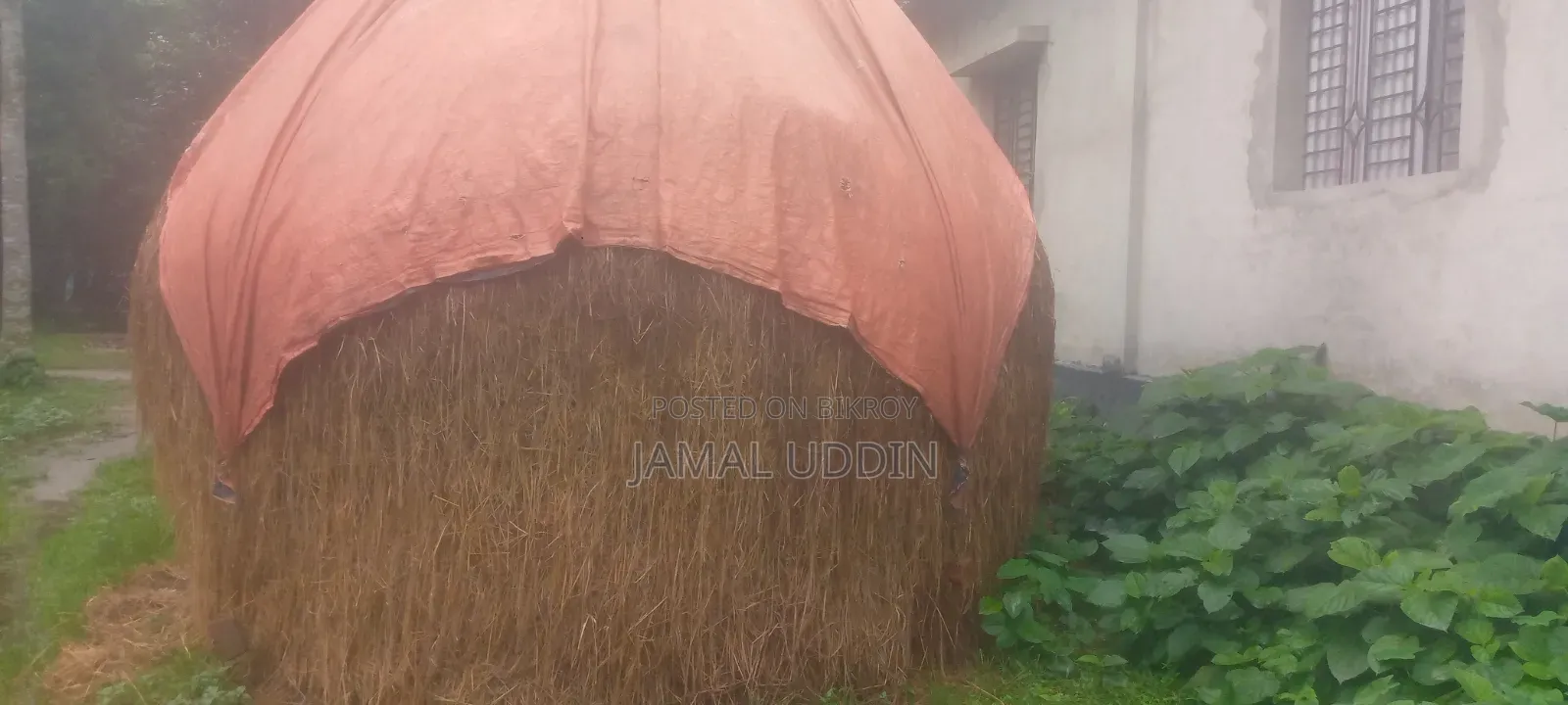 গরুর খড় বিক্রি হবে