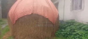 গরুর খড় বিক্রি হবে