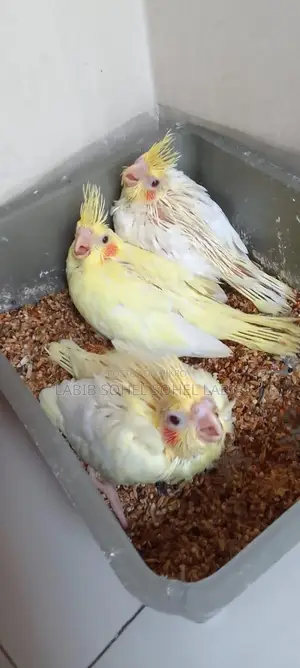Cockatiel. Lutino Jp