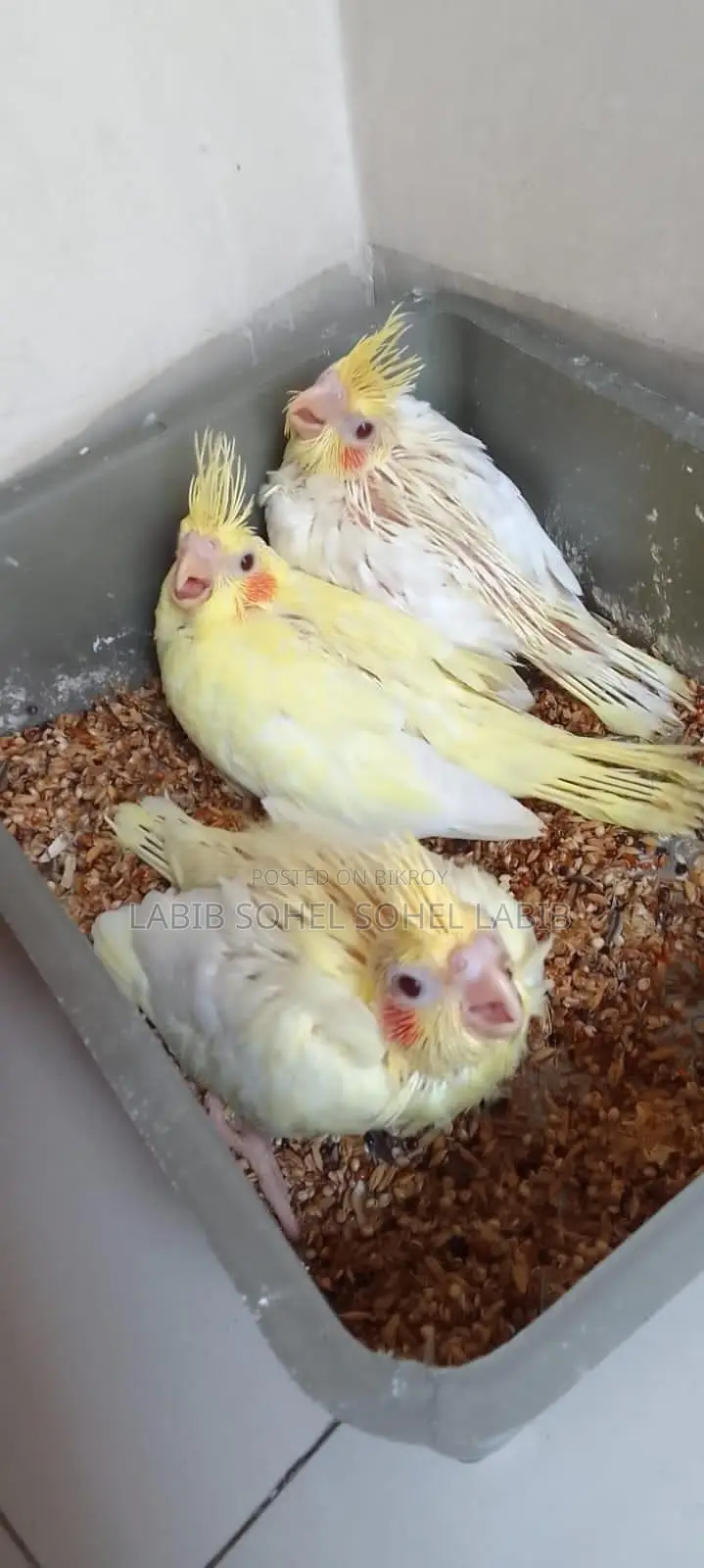Cockatiel. Lutino Jp