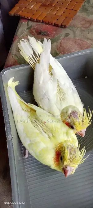 Cockatiel. Lutino Jp