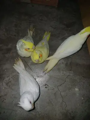 Cockatiel. Lutino Jp