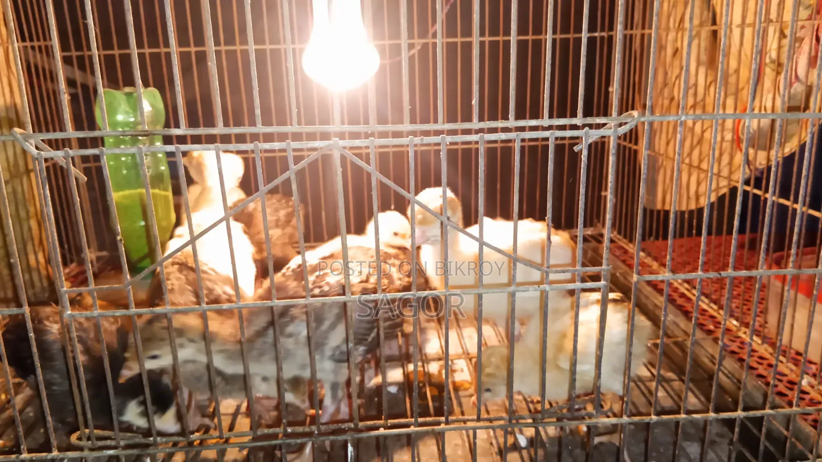 Hybrid Turkey Chicks