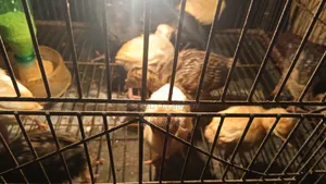 Hybrid Turkey Chicks