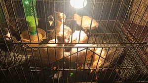 Hybrid Turkey Chicks