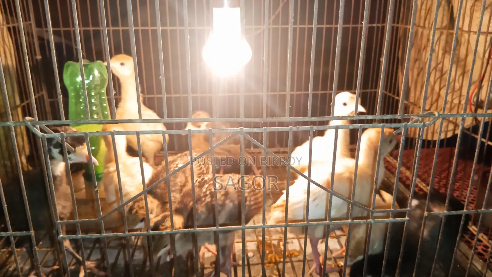 Hybrid Turkey Chicks