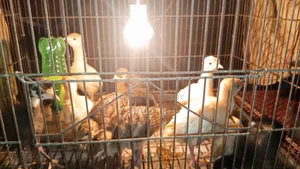Hybrid Turkey Chicks