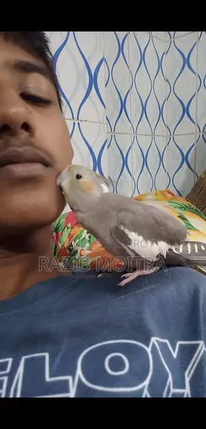 Cockatiel Bird in Tame