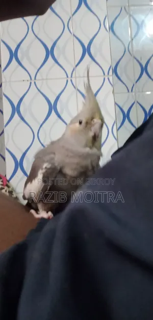 Cockatiel Bird in Tame