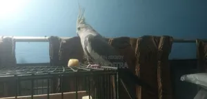 Cockatiel Bird in Tame