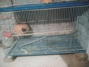 পাখির খাচা