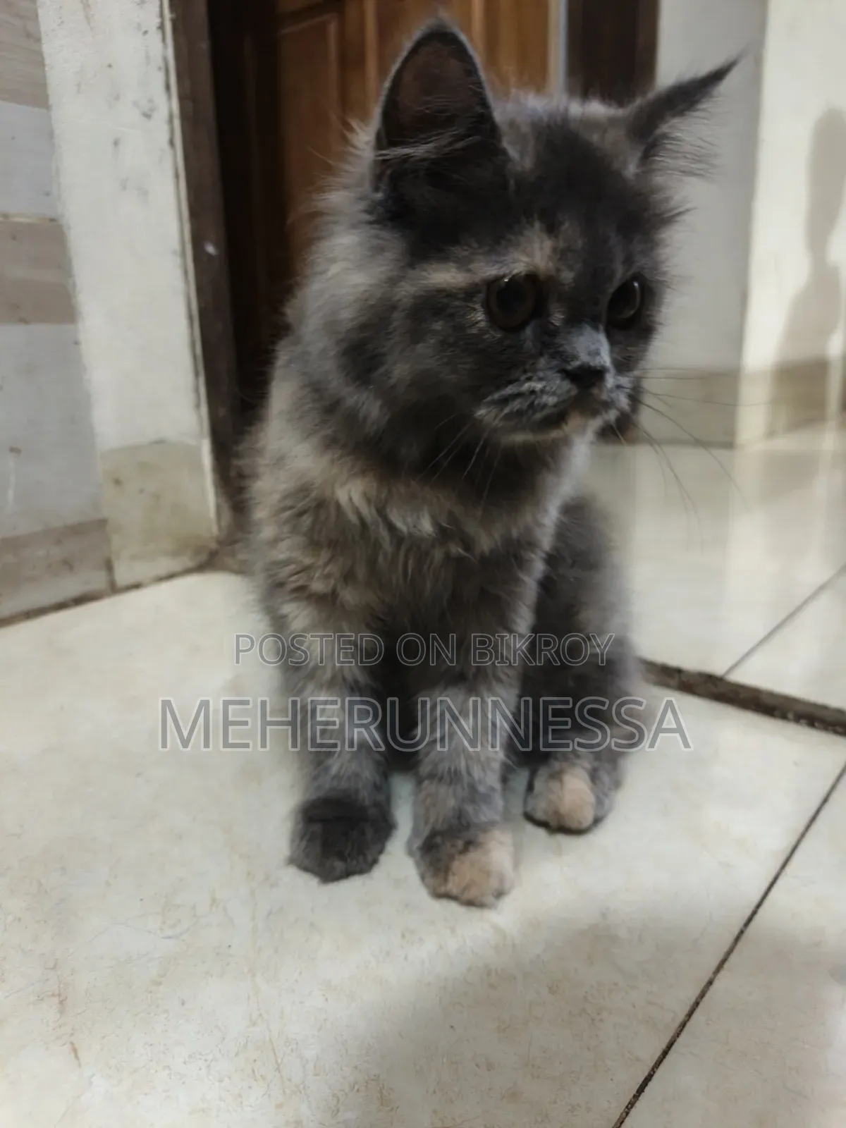 3-6 Months Female Purebred Persian Cat