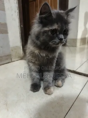 3-6 Months Female Purebred Persian Cat