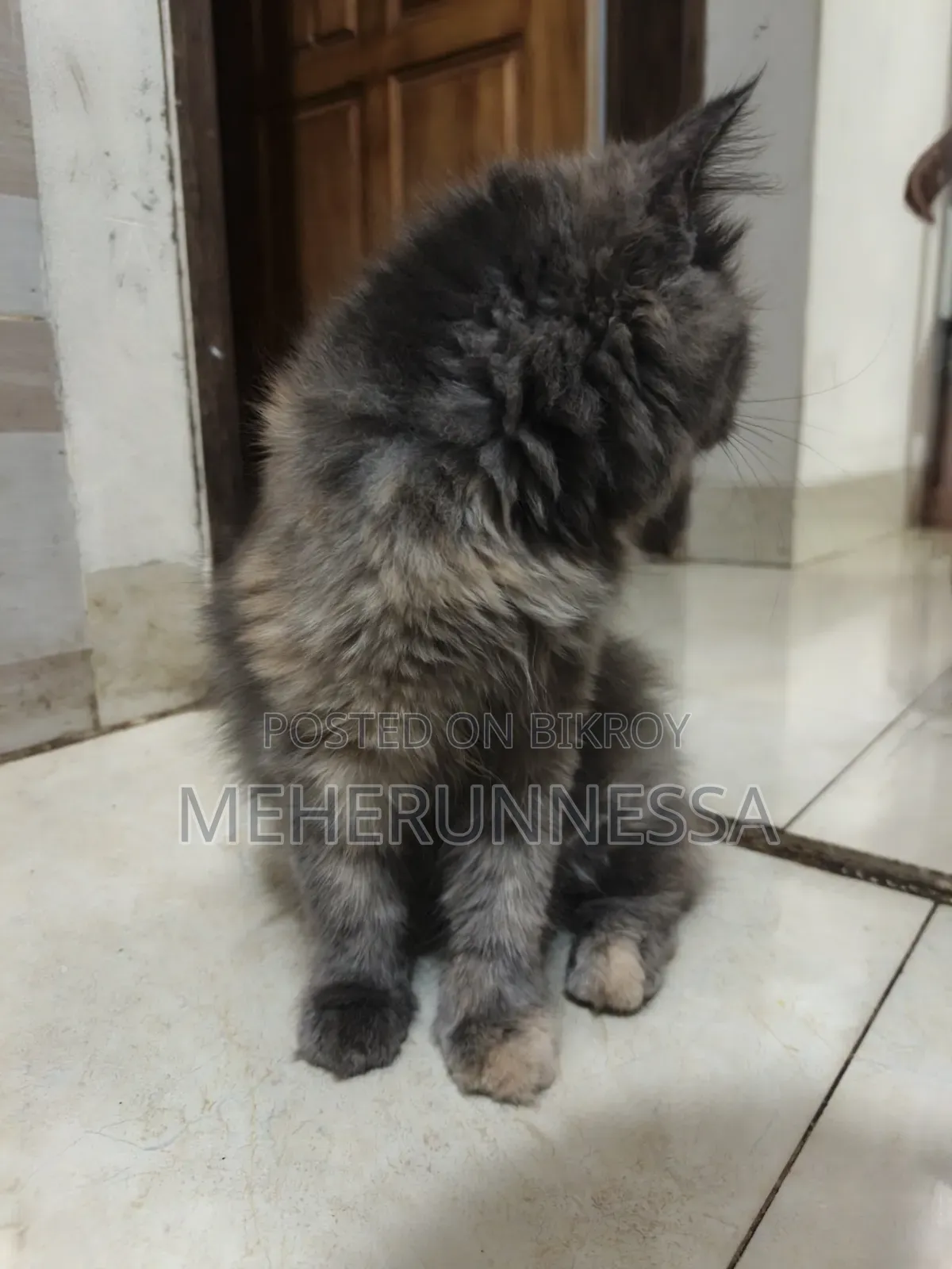 3-6 Months Female Purebred Persian Cat