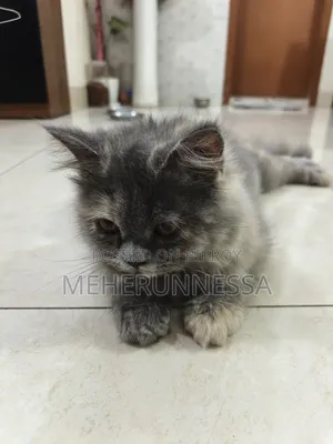 3-6 Months Female Purebred Persian Cat